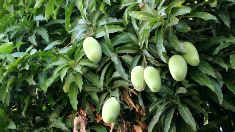 Mangoes hanging on the tree. Stock Footage 129137028