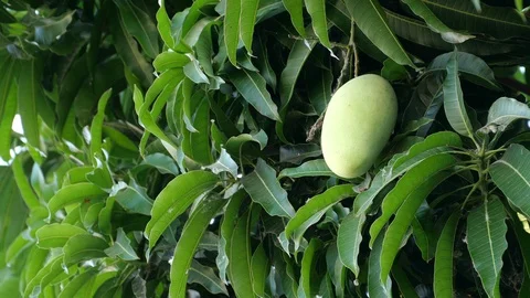 Mangoes hanging on the tree. Stock Footage 129137067