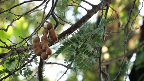 Mangoes hanging on the tree. Stock Footage 129137101