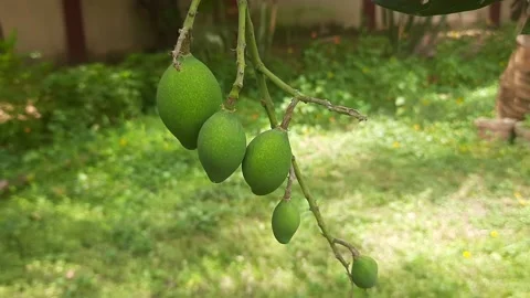 Mangoes hanging in tree. Stock Footage 154317701