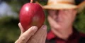 Mangoes Harvesting Season Farmer Showing Red Sweet Antioxidant Dessert Fruit 4k or 4k+ Resolution