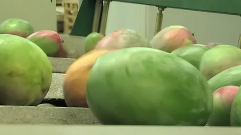 Mangoes in a line of industrial processing fruit Stock Footage 254700733