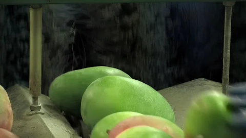 Mangoes in a line of processing fruit Stock Footage 254697985