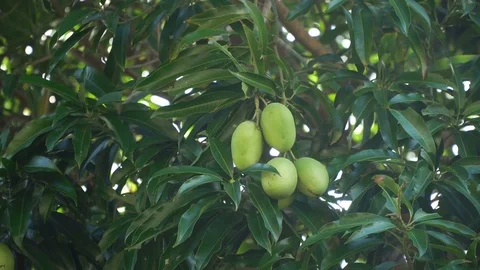 Mangoes on mango tree Stock Footage