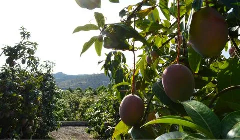 Mangoes in mango tree in a fruit trees plantation Stock Photos