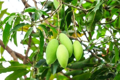 Mangoes on mango tree Stock Photos