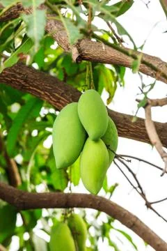 Mangoes on mango tree Stock Photos