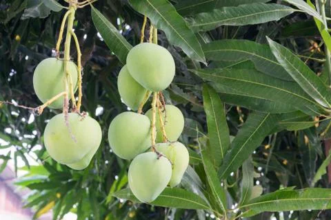 Mangoes on a mango tree 写真素材
