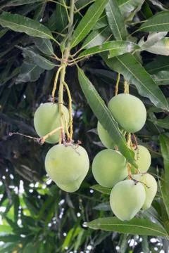 Mangoes on a mango tree Foto stock