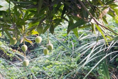 Mangoes on a mango tree Stock Photos