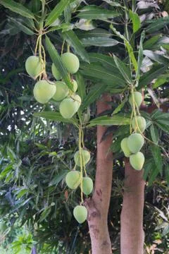 Mangoes on a mango tree Stock Photos