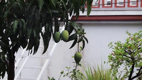 Mangoes on Mango Tree Rain day Stock Footage 308007755