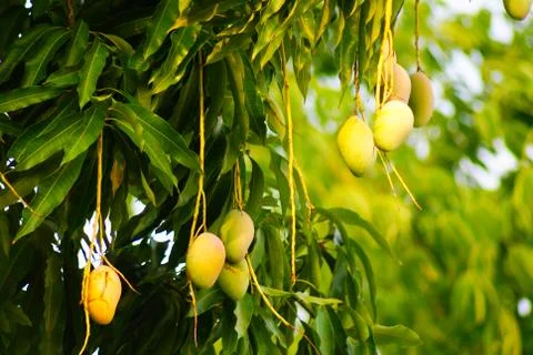 Mangoes Stock Photos