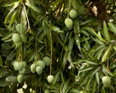 Mangoes Foto stock