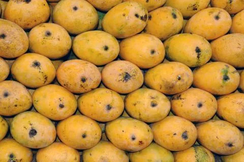 Mangoes Stock Photos