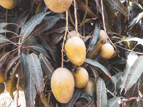 Mangoes Stock Photos