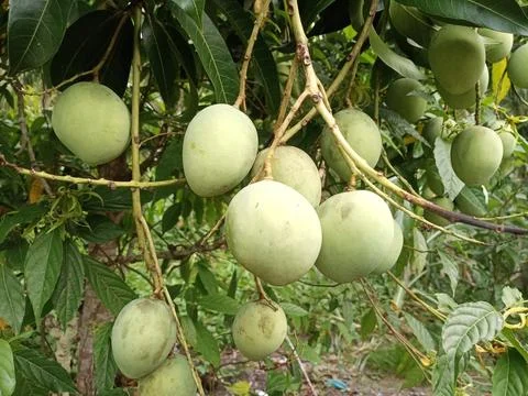 Mangoes 스톡 사진