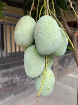 Mangoes Stock Photos