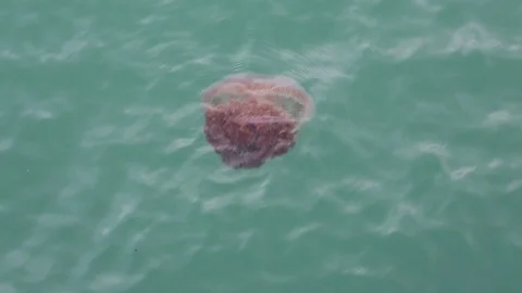 Mangoes in the sea Stock Footage 101050723