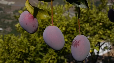 Mangoes on the tree Stock Footage 55231829