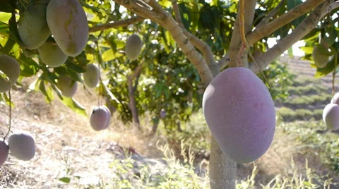 Mangoes on the tree Stock Footage 55233092