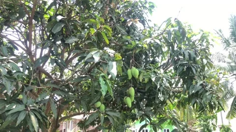 Mangoes on the tree Stock Footage 236540684