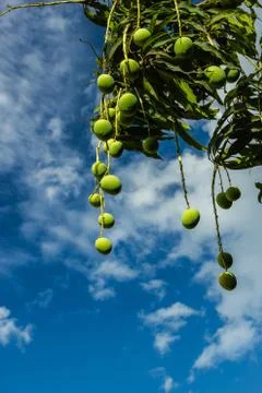 Mangoes on tree Stock Photos