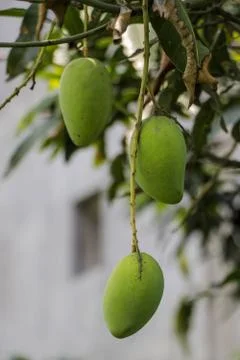 Mangoes on the tree Foto stock