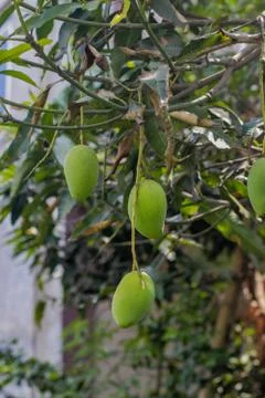 Mangoes on the tree Foto stock