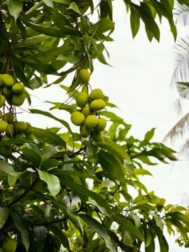 Mangoes at the tree Foto stock
