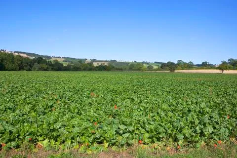 Mangold field Foto stock