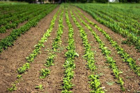 Mangold field Stock Photos