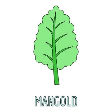 Mangold green leaf vegetable plant illustration Stock Illustration