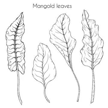 Mangold leaves Stock Illustration