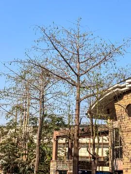 Mangolia Kobus tree during Spring season Foto stock
