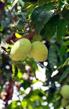 Mangoo on tree Stock Photos