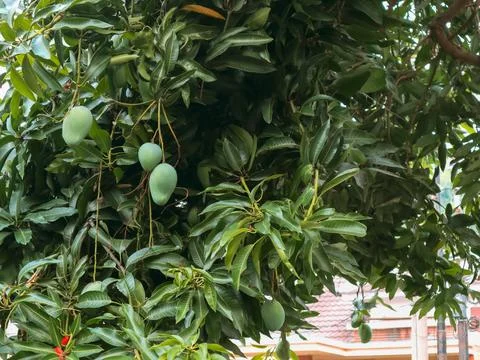 Mangoo tree Stock Photos