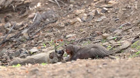 Mangoose feeding on monkey kill , Ranthambhore tiger reserve, India Stock Footage 320630105