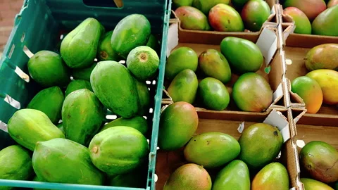 Mangos in boxs Stock Footage 255313019