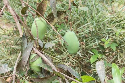 Mangos hanging on a tree Stock Photos