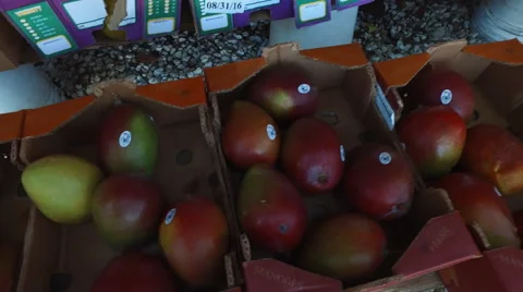 Mangos for sale.  Stock Footage 67291256