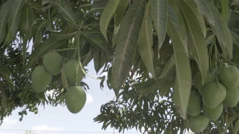 Mangos swinging in tree Video stock 167560299