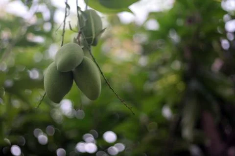 Mangos tree blur Foto stock