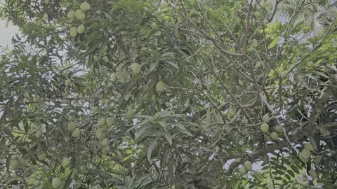 Mangos on the tree Stock Footage 308772572