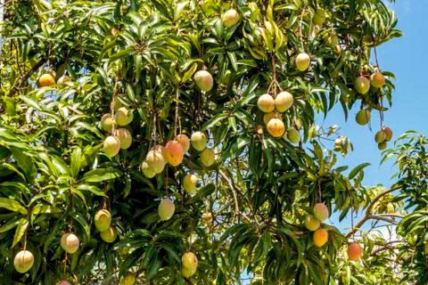 Mangos on the tree Stock Photos