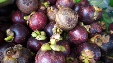 Mangosteen Stock Footage 103068381