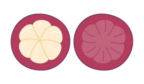 Mangosteen fruit cross section vector illustration with open half and rind Stock Illustration