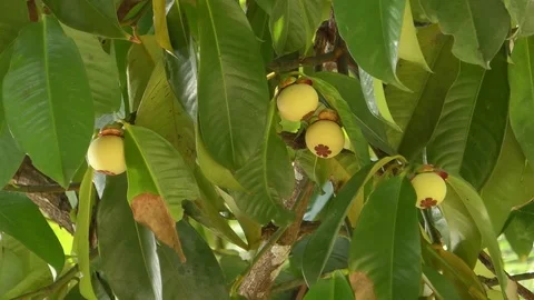 Mangosteen fruit Stock Footage 112338839