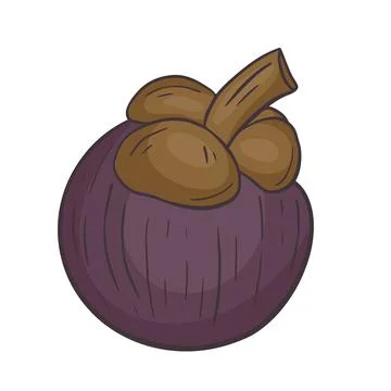 Mangosteen fruit isolated vector illustration Stock Illustration