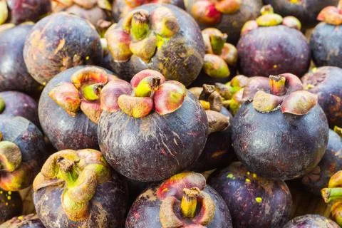 Mangosteen fruit Stock Photos